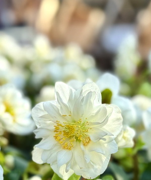 Helleborus niger 'Double Beauty'