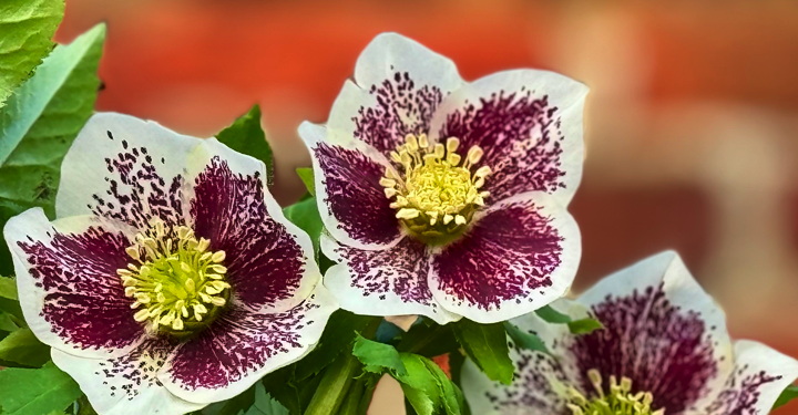 Helleborus orientalis 'HE20-04'