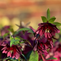 Helleborus orientalis 'Ashwood Fascination' ('Spot on Apricot') is precies dat; warm en voldoende zacht en romig om niet te overdrijven.