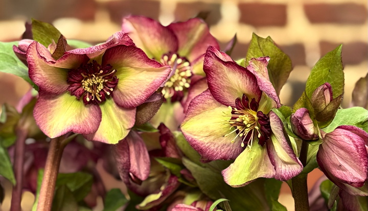 Helleborus orientalis 'Emerald Edge Delight'