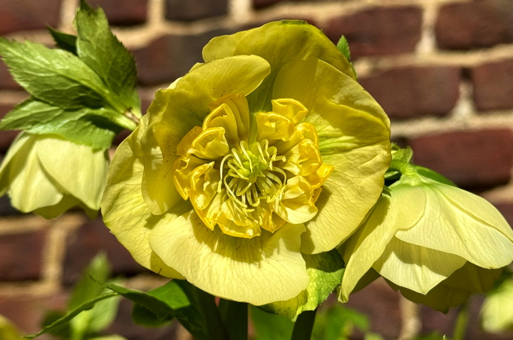 Helleborus orientalis 'Lucrezia'