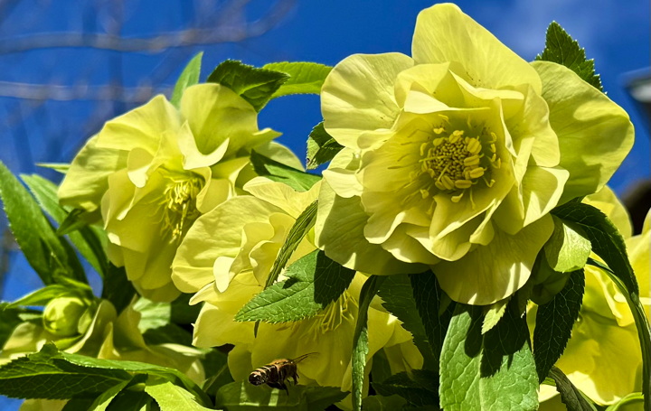 Helleborus orientalis 'Xanthia'