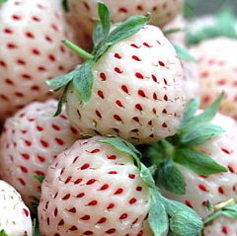'Anablanca' de witte ananas aardbei.
