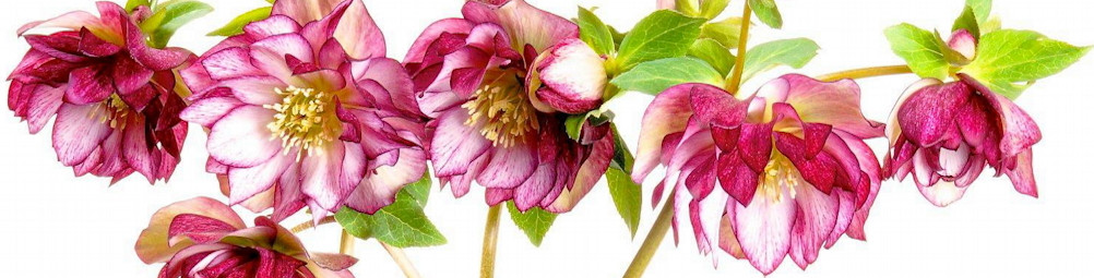 Helleborus header