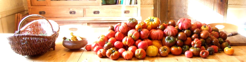 Horizontomaten oogst bij kwekerij Bastin