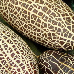 Aubergine is een van onze favoriete groenten, we kweken ze in alle soorten en maten.