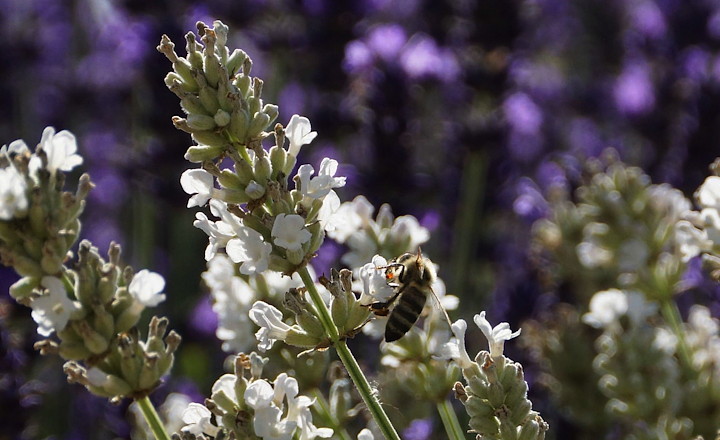 wtte lavendel met een honingbij