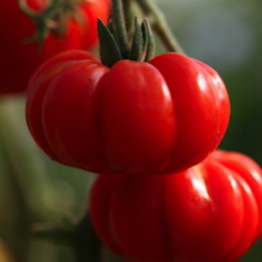 Diverse tomaten bij kwekerij Bastin.