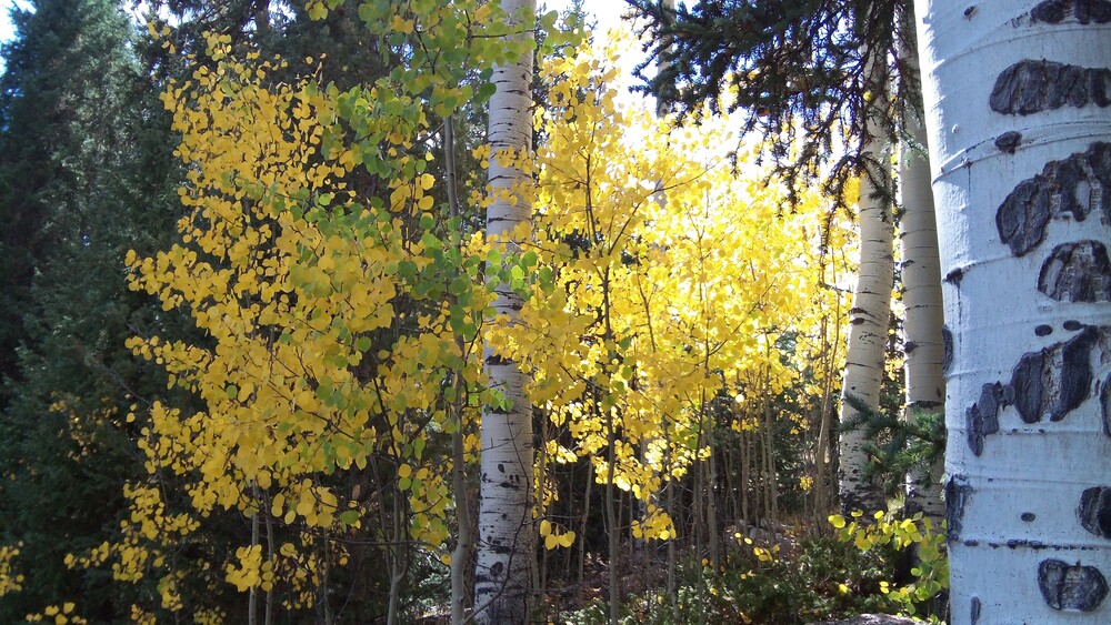 Leaf peeping is popular to see Colorado aspens in the Fall