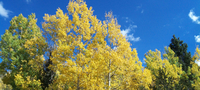 Fall is the perfect time to visit our Colorado bed and breakfast inns