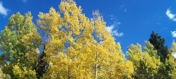 Fall is approaching in Colorado's High Country