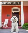 You'll find unique accommodations at our member inns, including some fun mascots! 