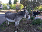 Donkey Derby Days is coming soon to Carr Manor and Cripple Creek