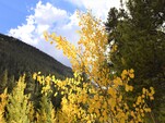 Blue Skies Inn invites you to enjoy fall colors in Colorado