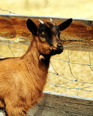 Mountain Goat Lodge is perfect for 'kids', goats that is!