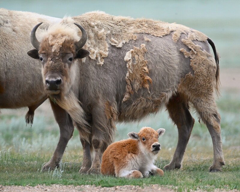 Blue Skies shares wildlife photos