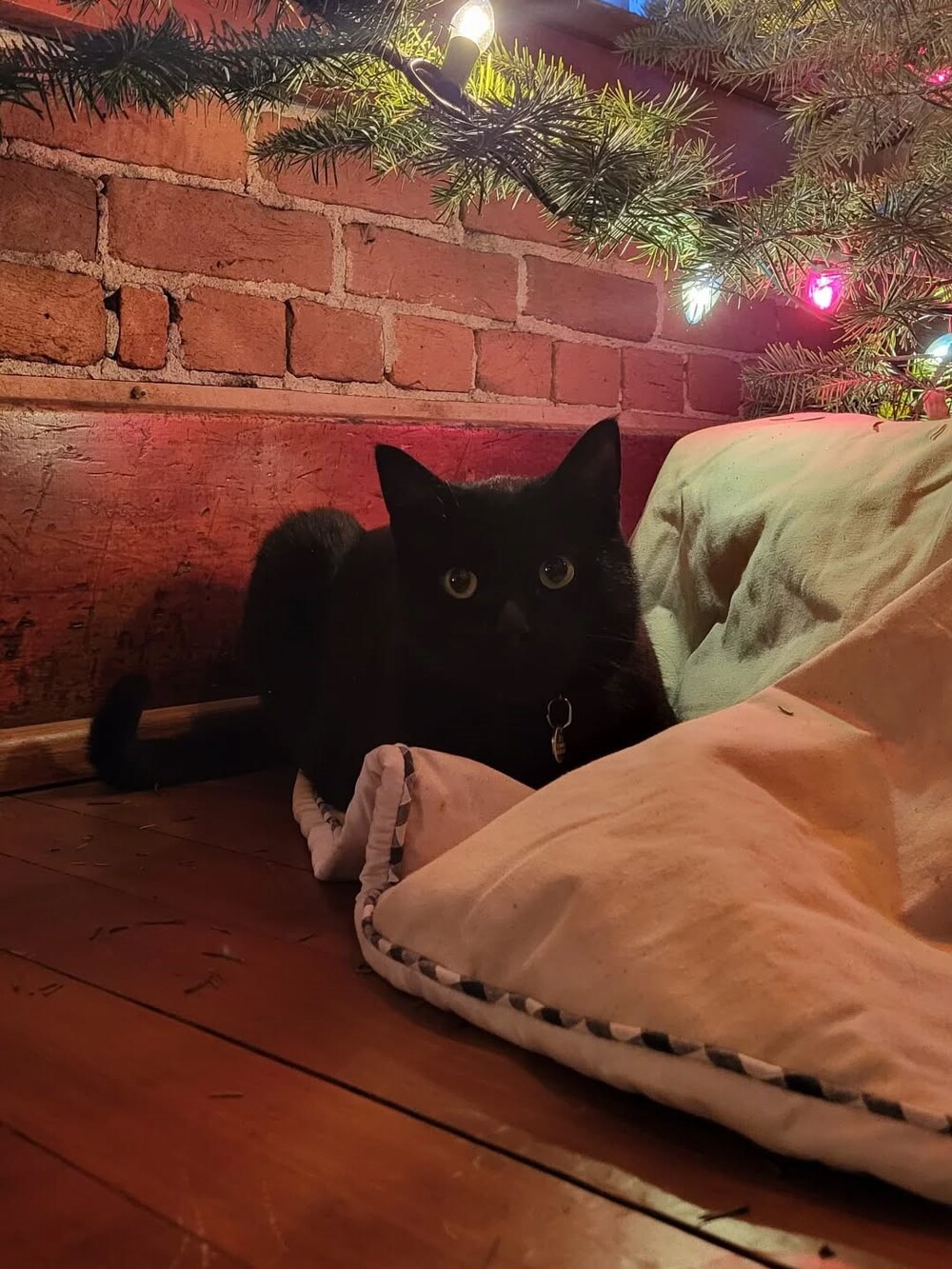 Bross Hotel local greeter welcomes guests