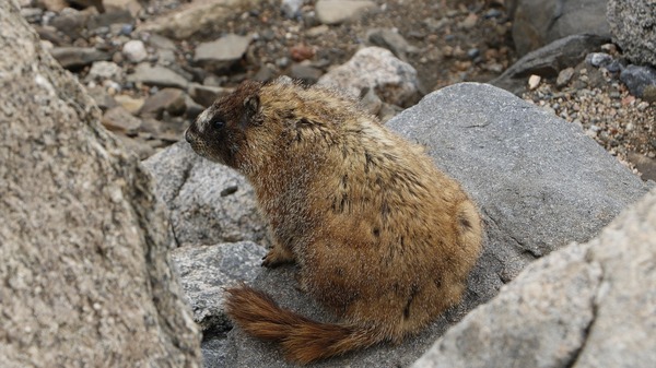 It's a Colorado marmot, our state's version of a groundhog