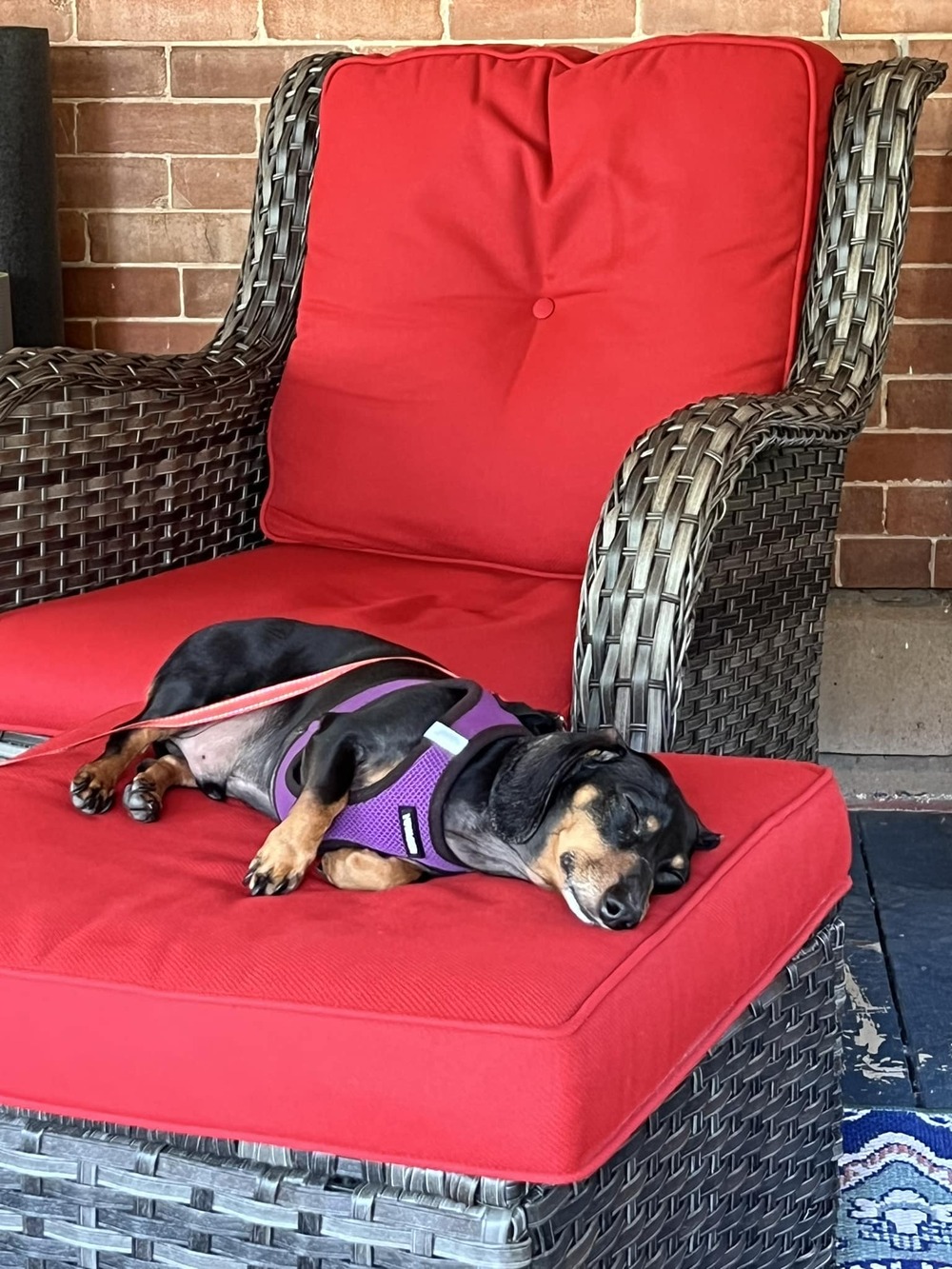 Dog day afternoon at the Red Rosebud in Florence CO