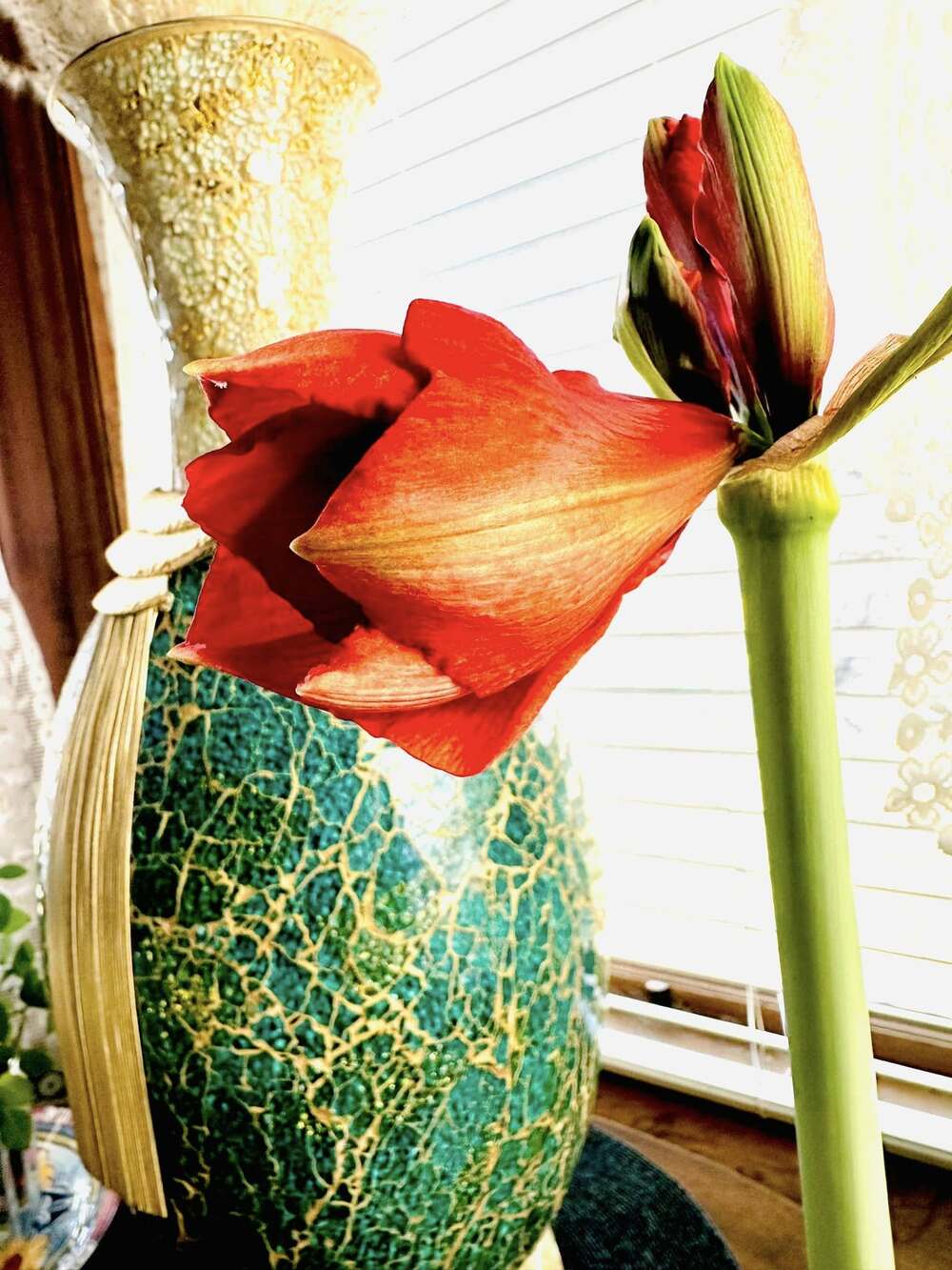Red Rosebud Florence, CO