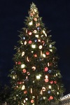 Tannenbaum