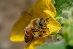 Abeille - Akbar Nemati
