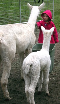 alpaca farm visit