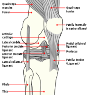 Knee Diagram