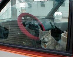 cat in vehicle