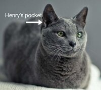 henry's pocket