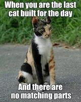 Build-a-cat