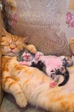 cat and kitten resting
