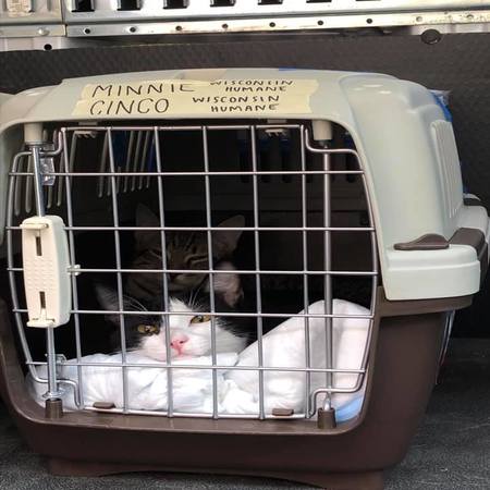 cats rescued from Dorian