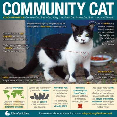 community cats
