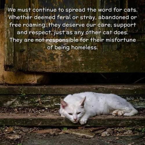 homeless cats