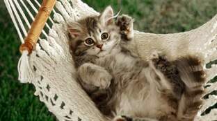 cat in hammock