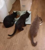 kittens eating