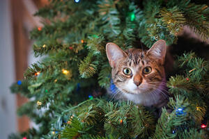 kitty in evergreen tree