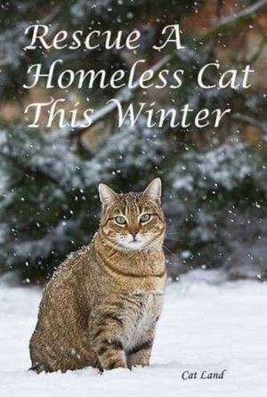 winter cat