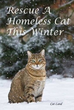 homeless cat