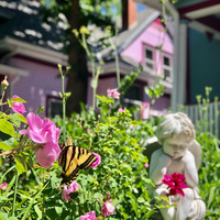 Flowers in the garden at Colorado Springs Holden House