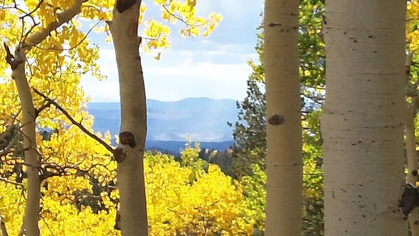 September and October Fall in Colorado features leaf peeping aspens