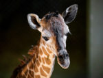 BB the baby giraffe at Cheyenne Mountain Zoon