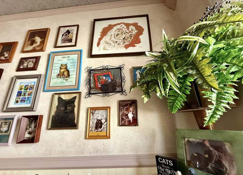 We celebrate National Respect Your Cat Day everyday at Holden House with our cat photo wall