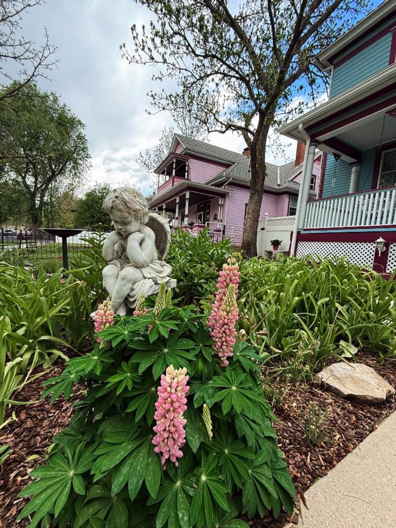 Holden House with blooming lupines