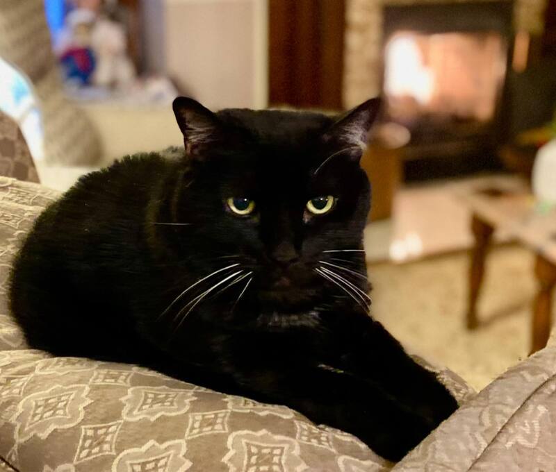 Holden House bed and breakfast Colorado Springs and InnCat Mingtoy