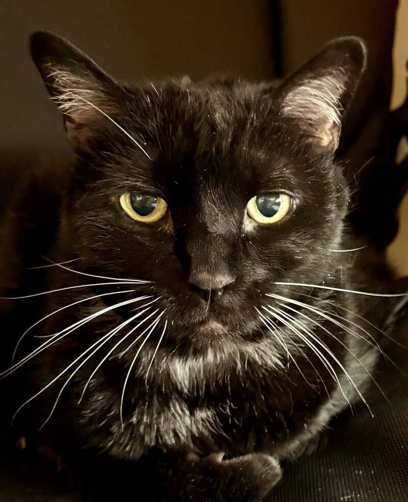 Mingtoy celebrates National Respect Your Cat Day at Holden House