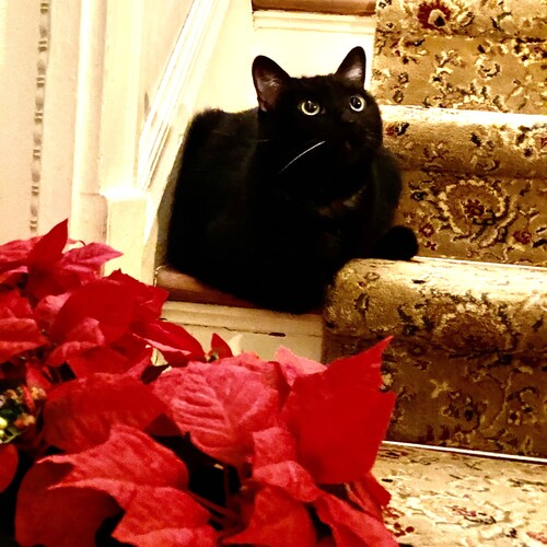 InnCat Mingtoy greets guests among the poinsettias