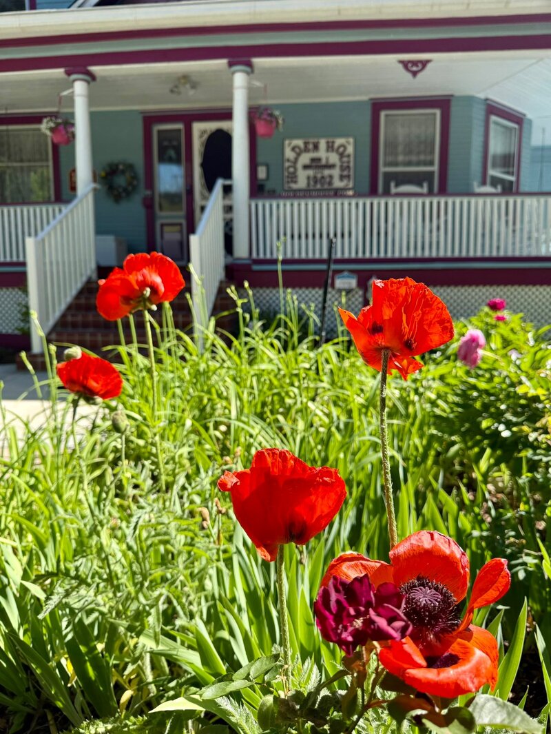 Holden House gardens are springing alive in Colorado Springs 