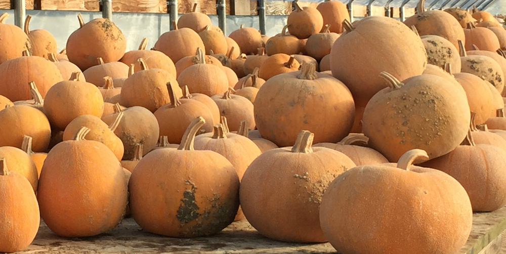 Harvest Festival at Rock Ledge Ranch